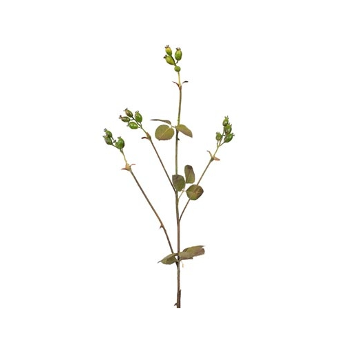 Rosehip Branch