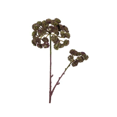 Sedum x 2