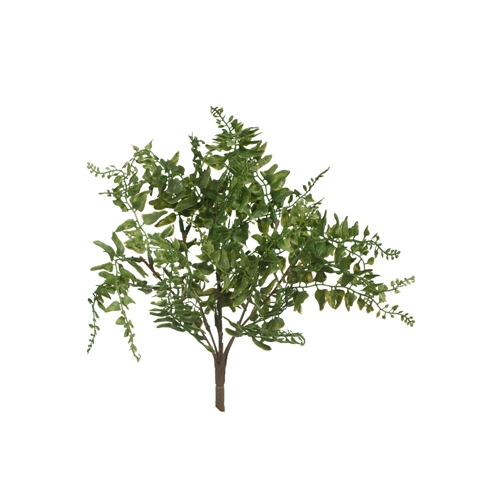 Fern Buckler Bush x 5