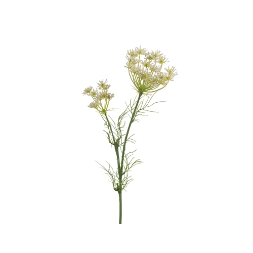 Queen Annes Lace