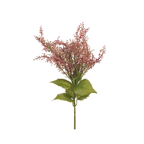 Amaranthus