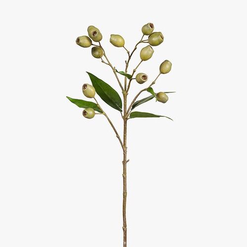 Eucalyptus Gum Nut Spray