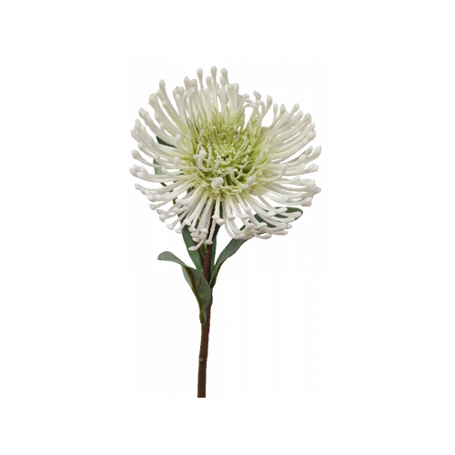 Leucospermum - White