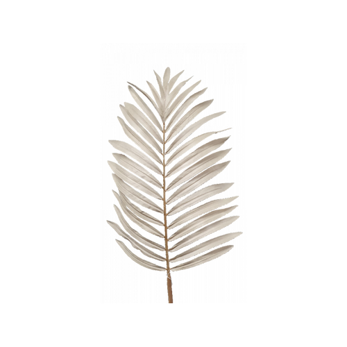 Palm Leaf - Ivory