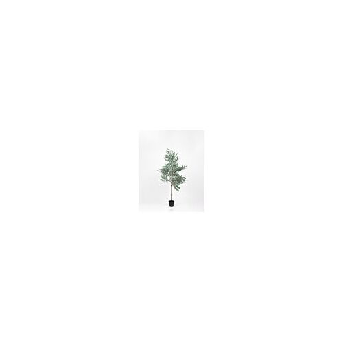 Olive Tree - Small